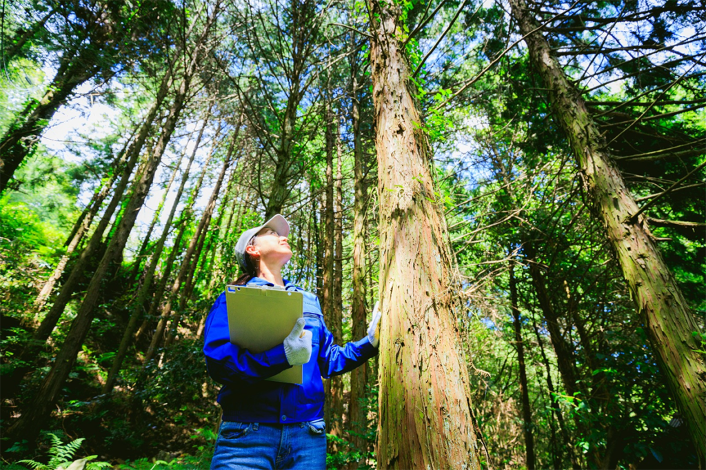 A Exportação Legal de Madeiras Brasileiras: Sustentabilidade e Oportunidades