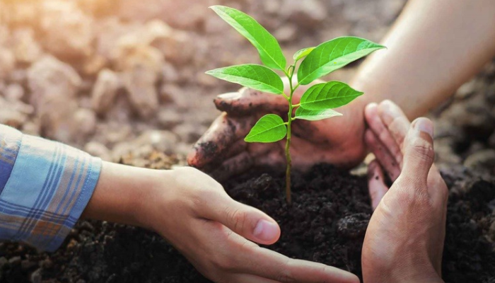 Madeira Sustentável e Ecológica